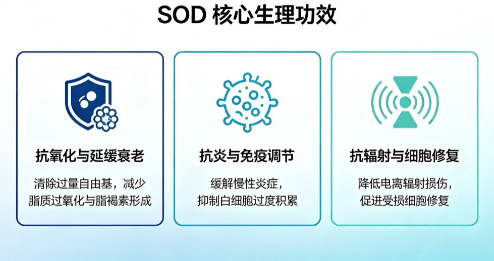 SOD核心生理功效