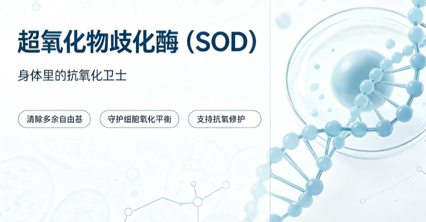 超氧化物歧化酶（SOD）.png